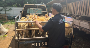 Distribusi Kurban Dimulai Hari Ini, Al Irsyad Purwokerto Salurkan 90 Sapi dan 451 Kambing ke Daerah Pelosok 