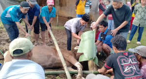 Ketika Desa Kanding Hampir Tak Mendengar Suara Takbir Kurban